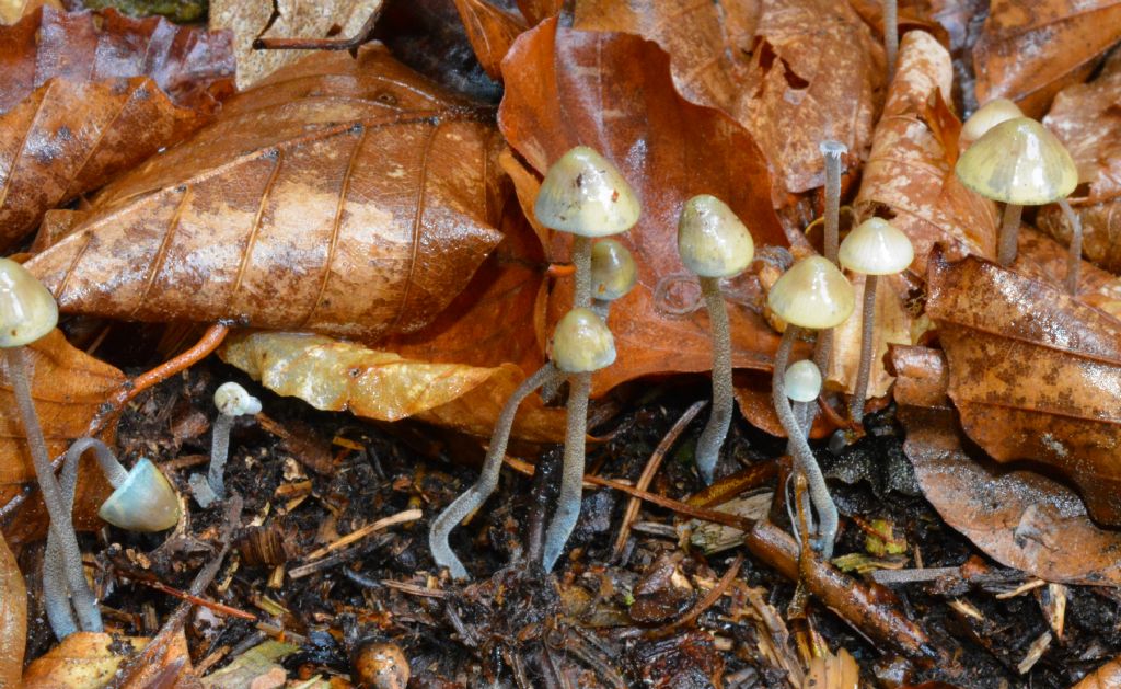 Mycena del 14/05/2018